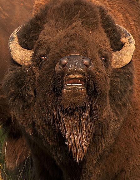 Bellowing Bull Bison | Shutterbug